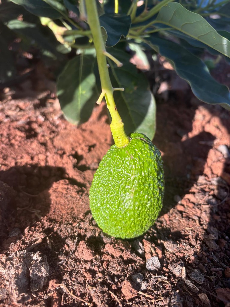 Aguacate Hass
