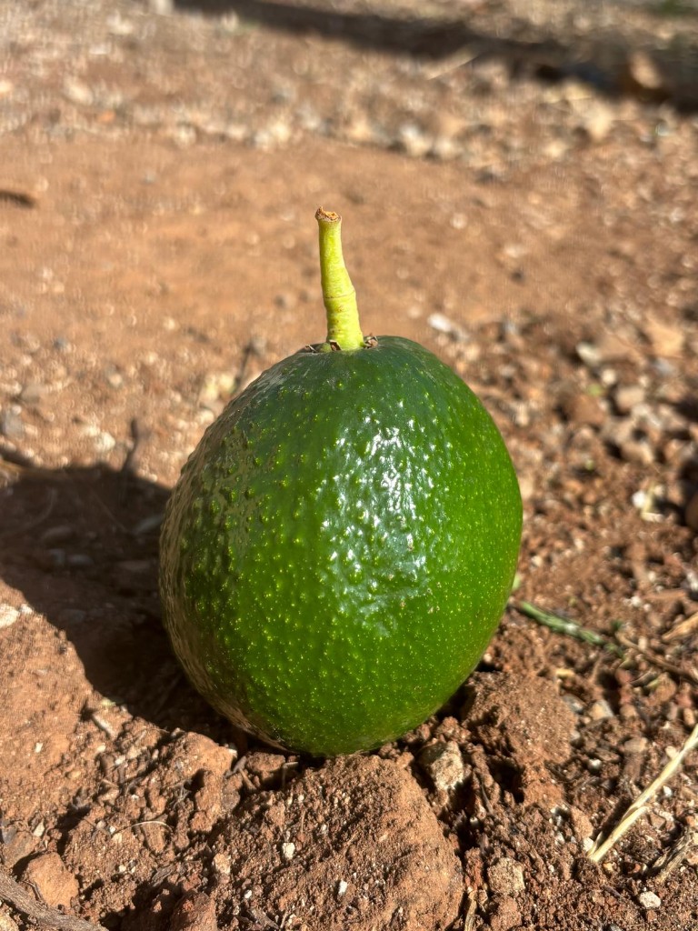 Aguacate Bacon