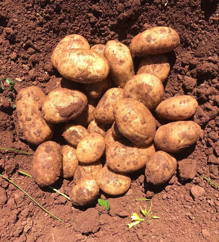 Papas